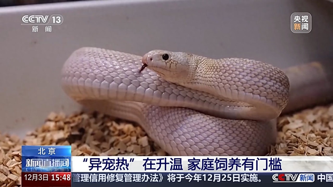 异宠饲养方法及注意事项，助你轻松养宠！（附txt下载指引）